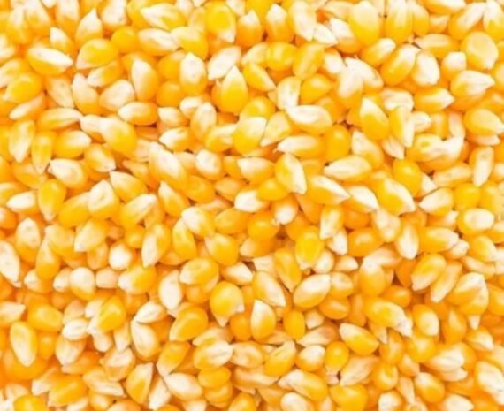 CORN