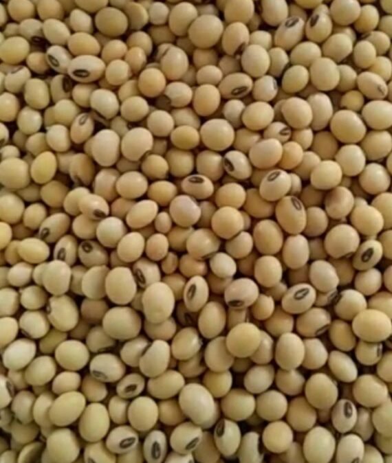 SOYA BEAN SEEDS